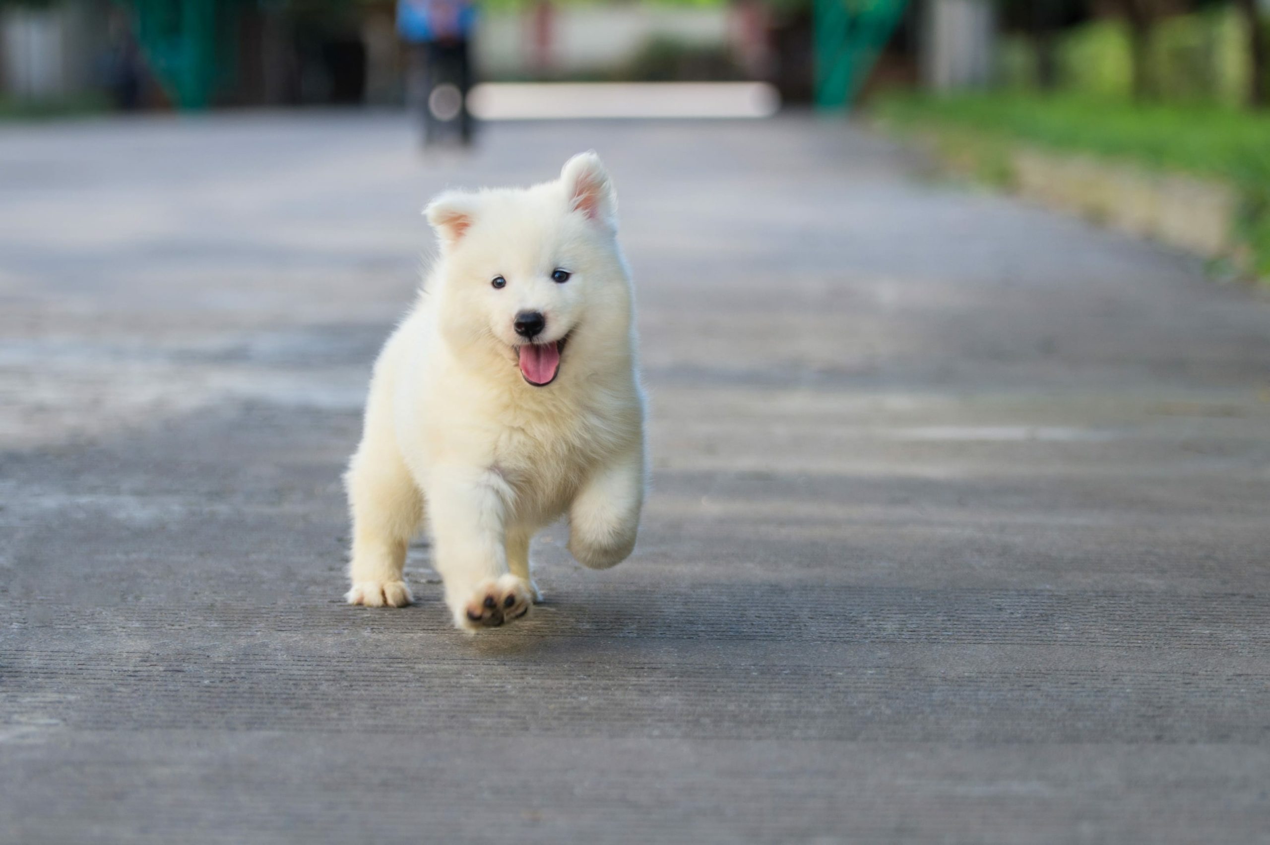 happy dog running