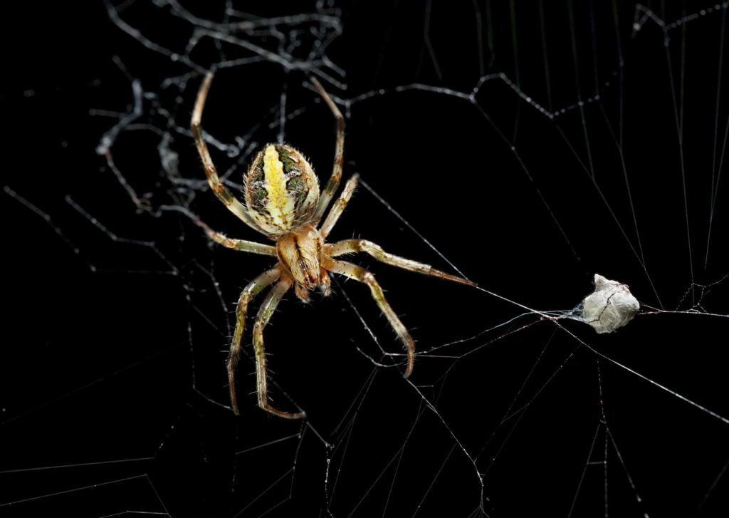 Sac Spider