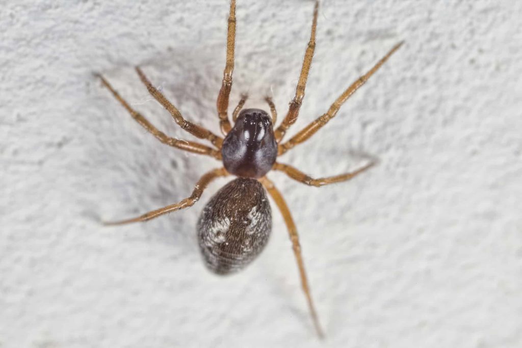American House Spider