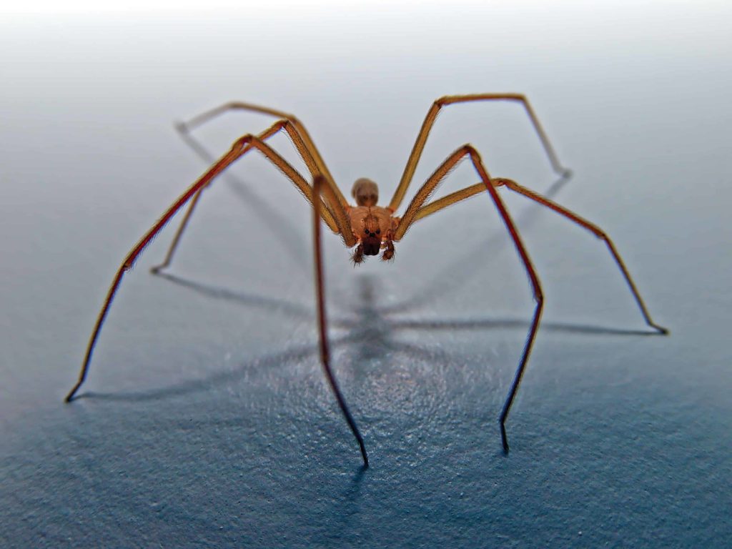 Brown Recluse spider