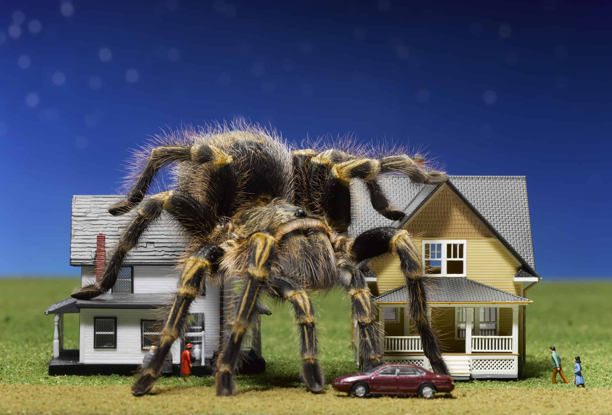 most common house spiders