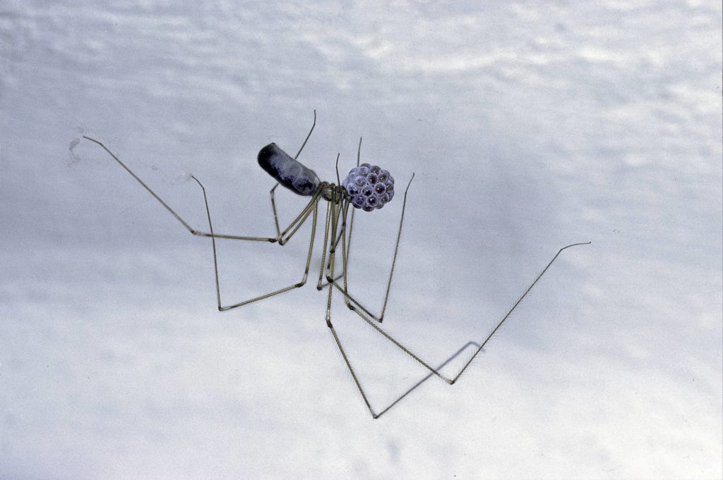 long bodied cellar spiders