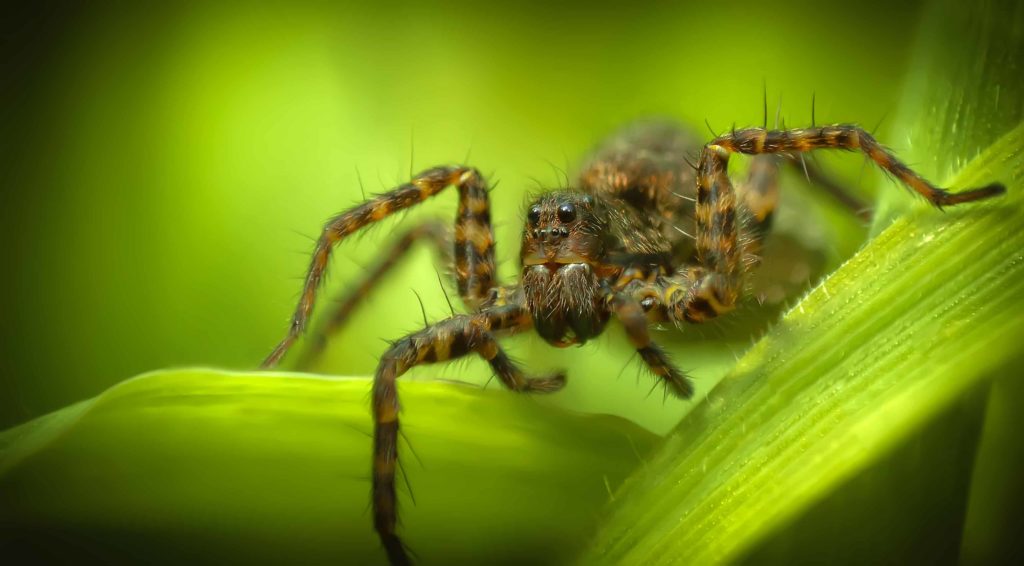 Wolf Spider